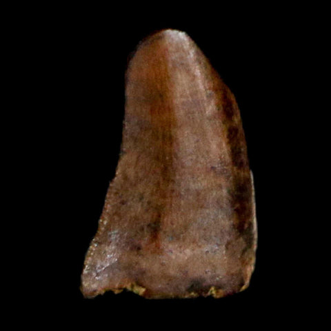 0.2" Dromaeosaurus Raptor Serrated Tooth Fossil Judith River FM MT COA & Display