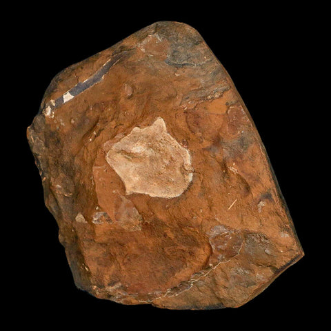 1.6" Detailed Ginkgo Cranei Fossil Plant Leaf Morton County, ND Paleocene Age COA - Fossil Age Minerals