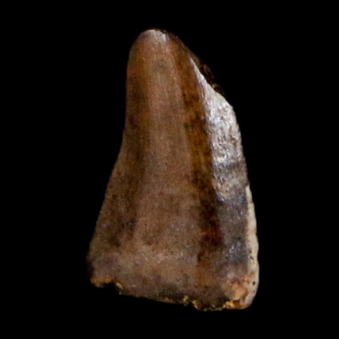 0.2" Dromaeosaurus Raptor Serrated Tooth Fossil Judith River FM MT COA & Display