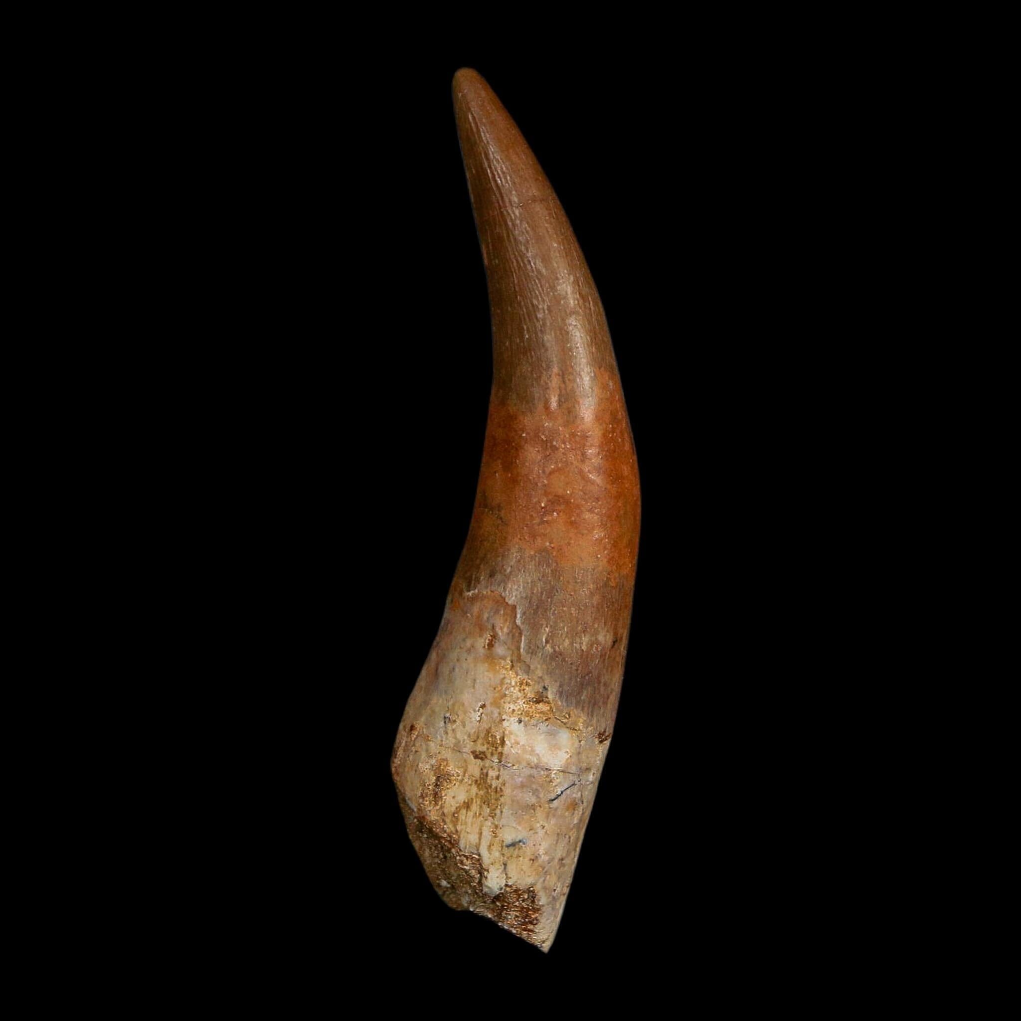 XXL 2.5" Plesiosaur Zarafasaura Tooth Fossil Cretaceous Dinosaur Era COA, Stand