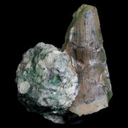 0.7" Postosuchus Rauisuchid Archosaur Fossil Tooth Chinle Formation AZ COA Display