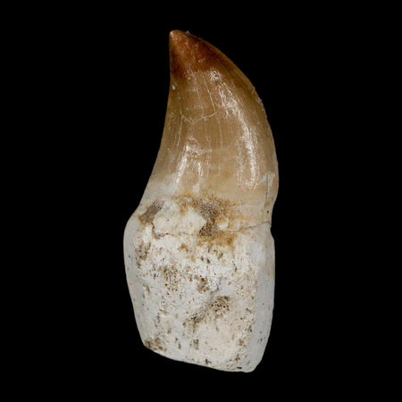 1.7" Halisaurus Walkeri Mosasaur Fossil Tooth Rooted Cretaceous Dinosaur Era COA