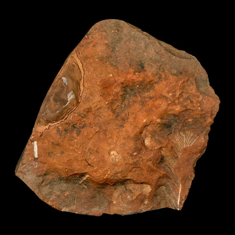 1.6" Detailed Ginkgo Cranei Fossil Plant Leaf Morton County, ND Paleocene Age COA - Fossil Age Minerals