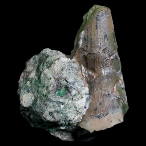 0.7" Postosuchus Rauisuchid Archosaur Fossil Tooth Chinle Formation AZ COA Display - Fossil Age Minerals