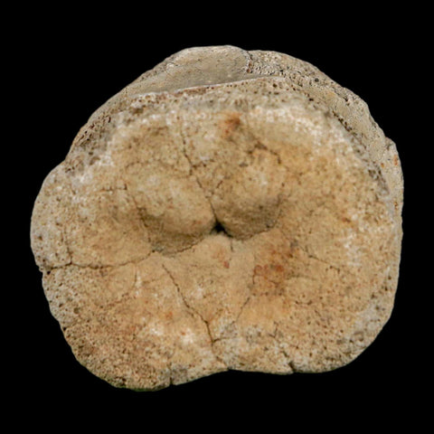 1.9" Hadrosaur Dinosaur Fossil Vertebrae Bone Hell Creek FM MT COA Metal Stand - Fossil Age Minerals