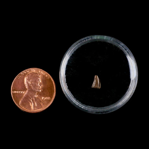 0.2" Dromaeosaurus Raptor Serrated Tooth Fossil Judith River FM MT COA & Display