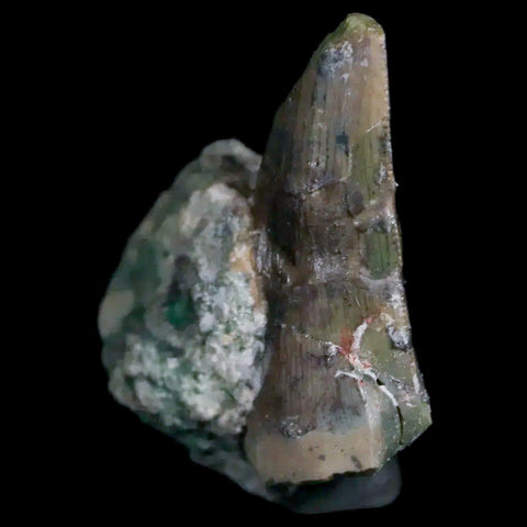 0.7" Postosuchus Rauisuchid Archosaur Fossil Tooth Chinle Formation AZ COA Display - Fossil Age Minerals