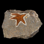 33MM Brittlestar Petraster Starfish Fossil Ordovician Age Blekus Morocco COA