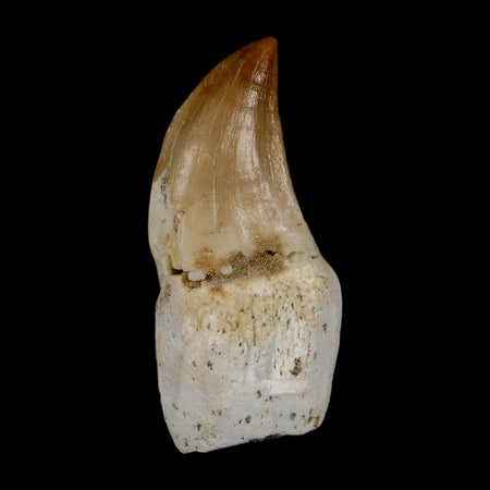 1.7" Halisaurus Walkeri Mosasaur Fossil Tooth Rooted Cretaceous Dinosaur Era COA