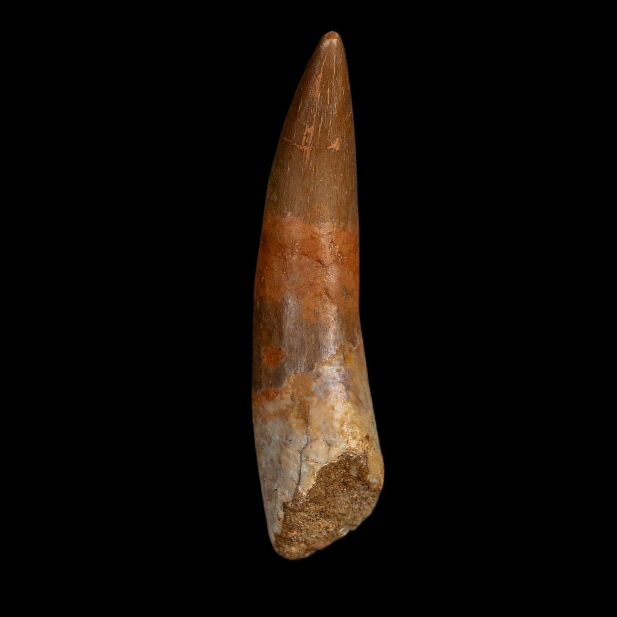 XXL 2.5" Plesiosaur Zarafasaura Tooth Fossil Cretaceous Dinosaur Era COA, Stand