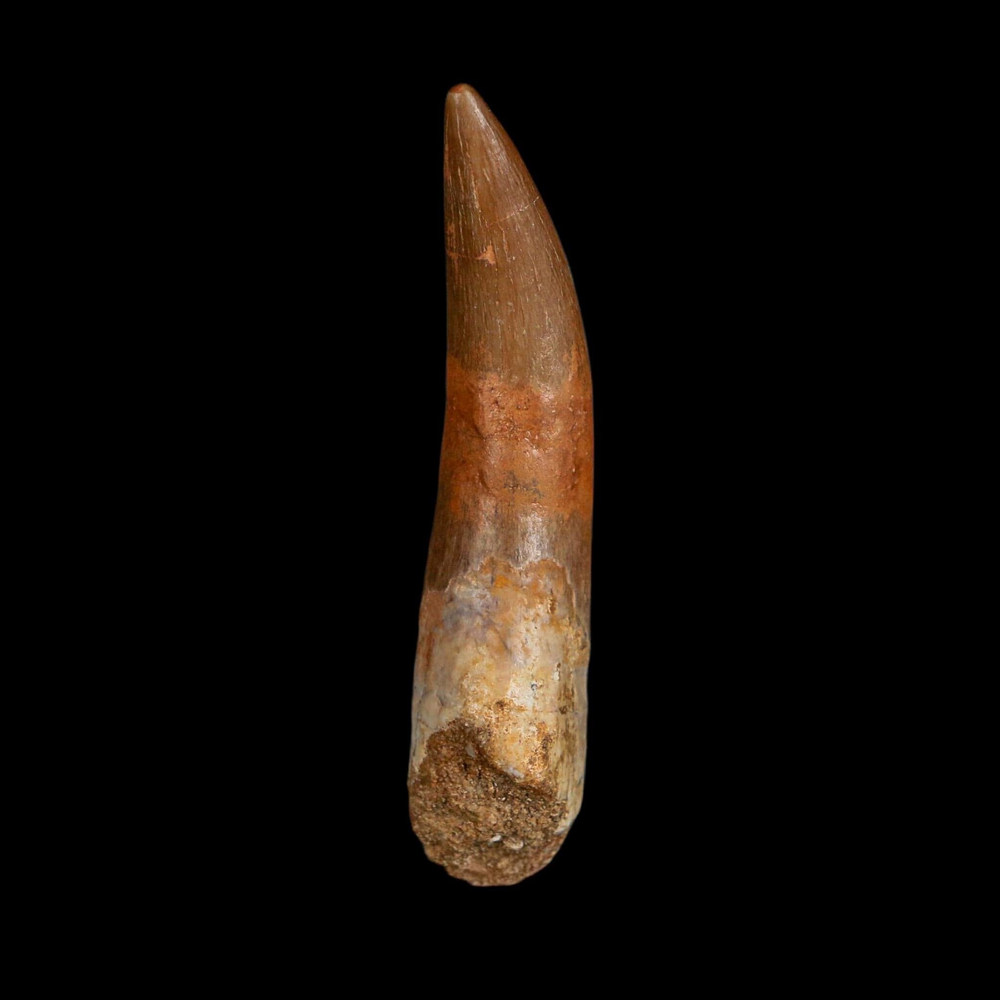 XXL 2.5" Plesiosaur Zarafasaura Tooth Fossil Cretaceous Dinosaur Era COA, Stand