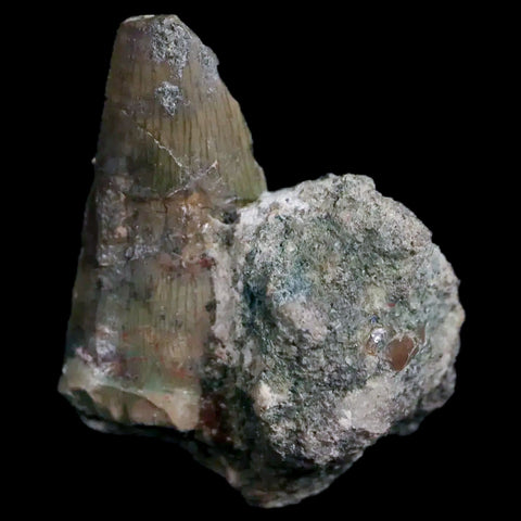 0.7" Postosuchus Rauisuchid Archosaur Fossil Tooth Chinle Formation AZ COA Display - Fossil Age Minerals