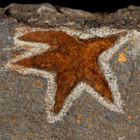33MM Brittlestar Petraster Starfish Fossil Ordovician Age Blekus Morocco COA