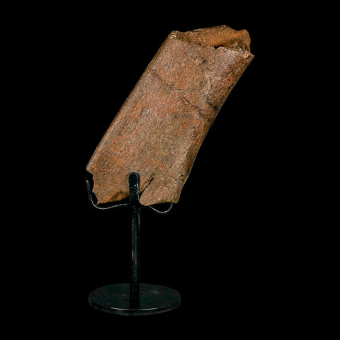 4.7" Triceratops Fossil Rib Bone Hell Creek FM Cretaceous Dinosaur MT COA Metal Stand - Fossil Age Minerals