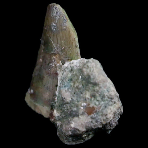 0.7" Postosuchus Rauisuchid Archosaur Fossil Tooth Chinle Formation AZ COA Display - Fossil Age Minerals