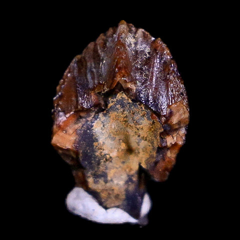 0.3" Pachycephalosaurus Dinosaur Fossil Tooth Lance Creek FM Wyoming  COA - Fossil Age Minerals