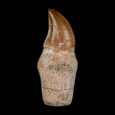 1.9" Halisaurus Walkeri Mosasaur Fossil Tooth Rooted Cretaceous Dinosaur Era COA