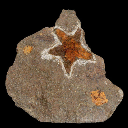 32MM Brittle Star Petraster Starfish Fossil Ordovician Age Blekus Morocco COA