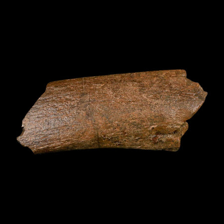 4.7" Triceratops Fossil Rib Bone Hell Creek FM Cretaceous Dinosaur MT COA Metal Stand