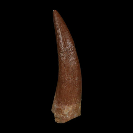 XL 2.1" Plesiosaur Zarafasaura Tooth Fossil Cretaceous Dinosaur Era COA, Stand