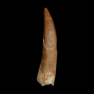 XL 2.4
