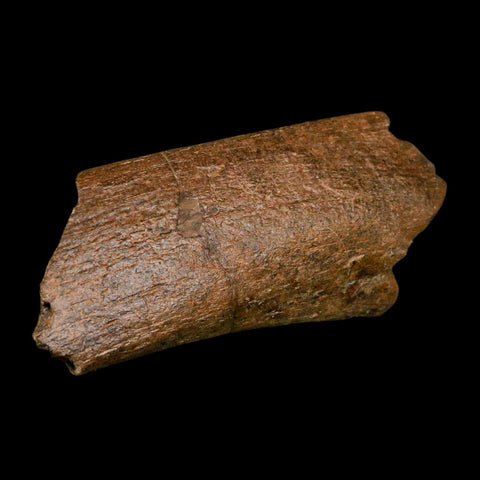 4.7" Triceratops Fossil Rib Bone Hell Creek FM Cretaceous Dinosaur MT COA Metal Stand - Fossil Age Minerals