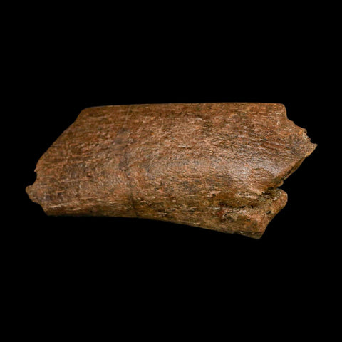 4.7" Triceratops Fossil Rib Bone Hell Creek FM Cretaceous Dinosaur MT COA Metal Stand - Fossil Age Minerals