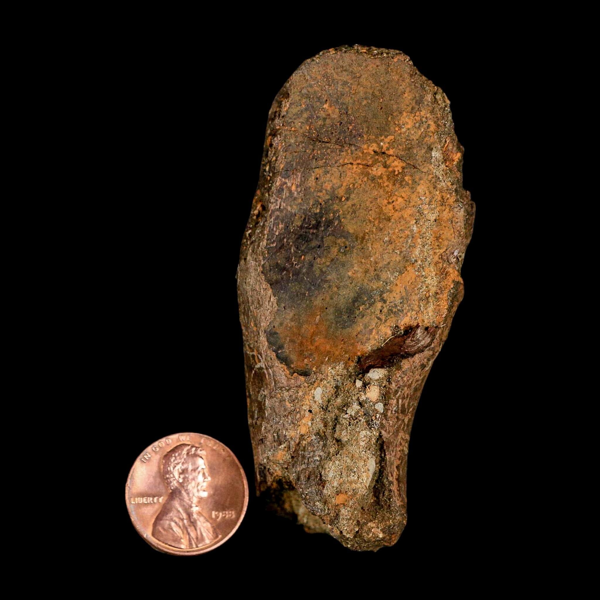 3" Gryposaurus Fossil Vertebrae Process Duck-Billed Dinosaur Judith River MT COA - Fossil Age Minerals