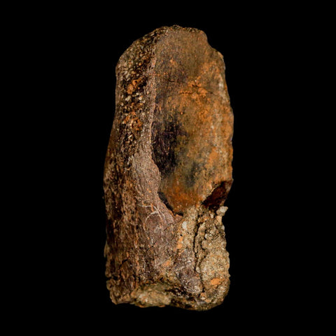 3" Gryposaurus Fossil Vertebrae Process Duck-Billed Dinosaur Judith River MT COA