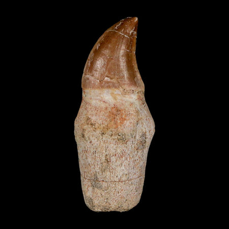 1.9" Halisaurus Walkeri Mosasaur Fossil Tooth Rooted Cretaceous Dinosaur Era COA