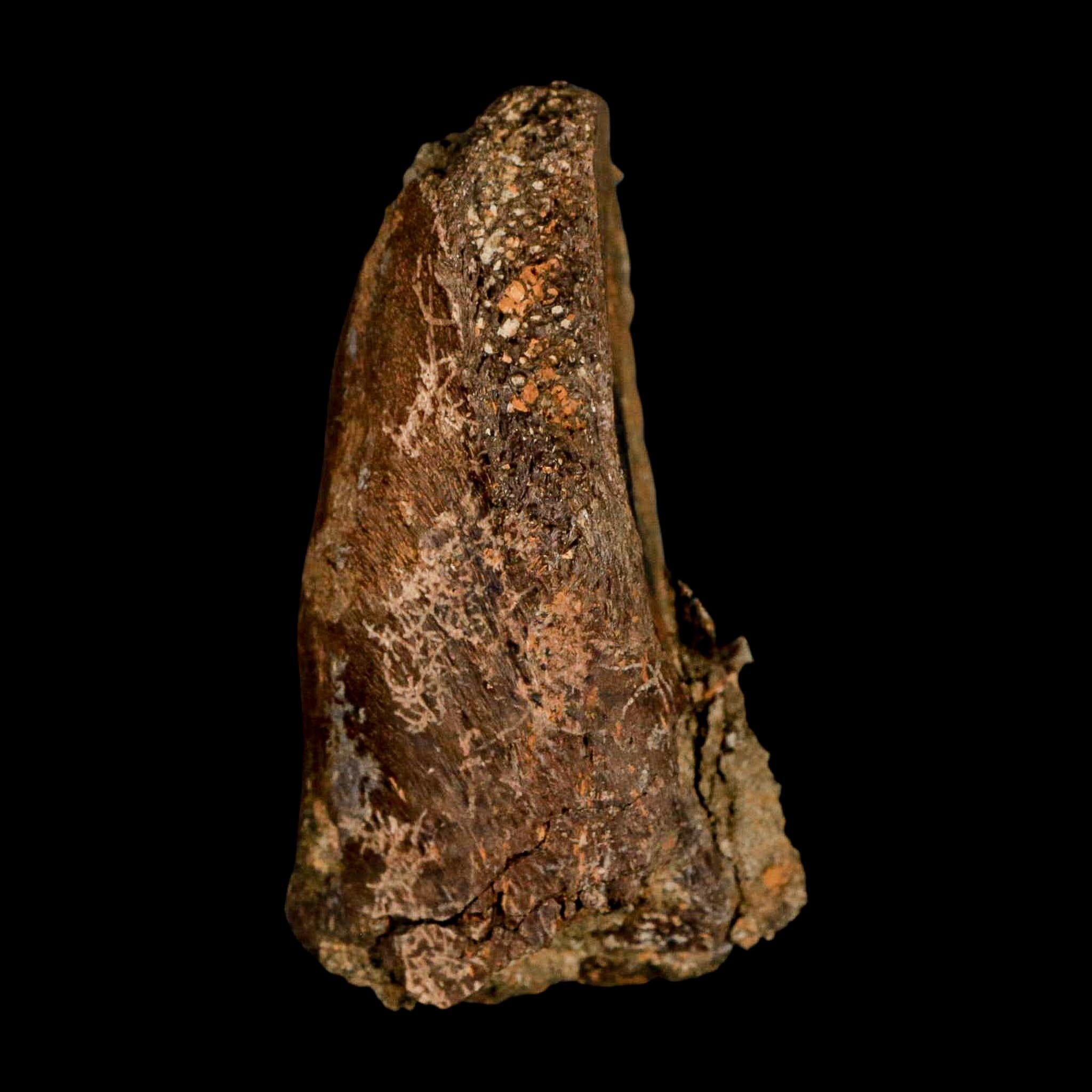 3" Gryposaurus Fossil Vertebrae Process Duck-Billed Dinosaur Judith River MT COA - Fossil Age Minerals