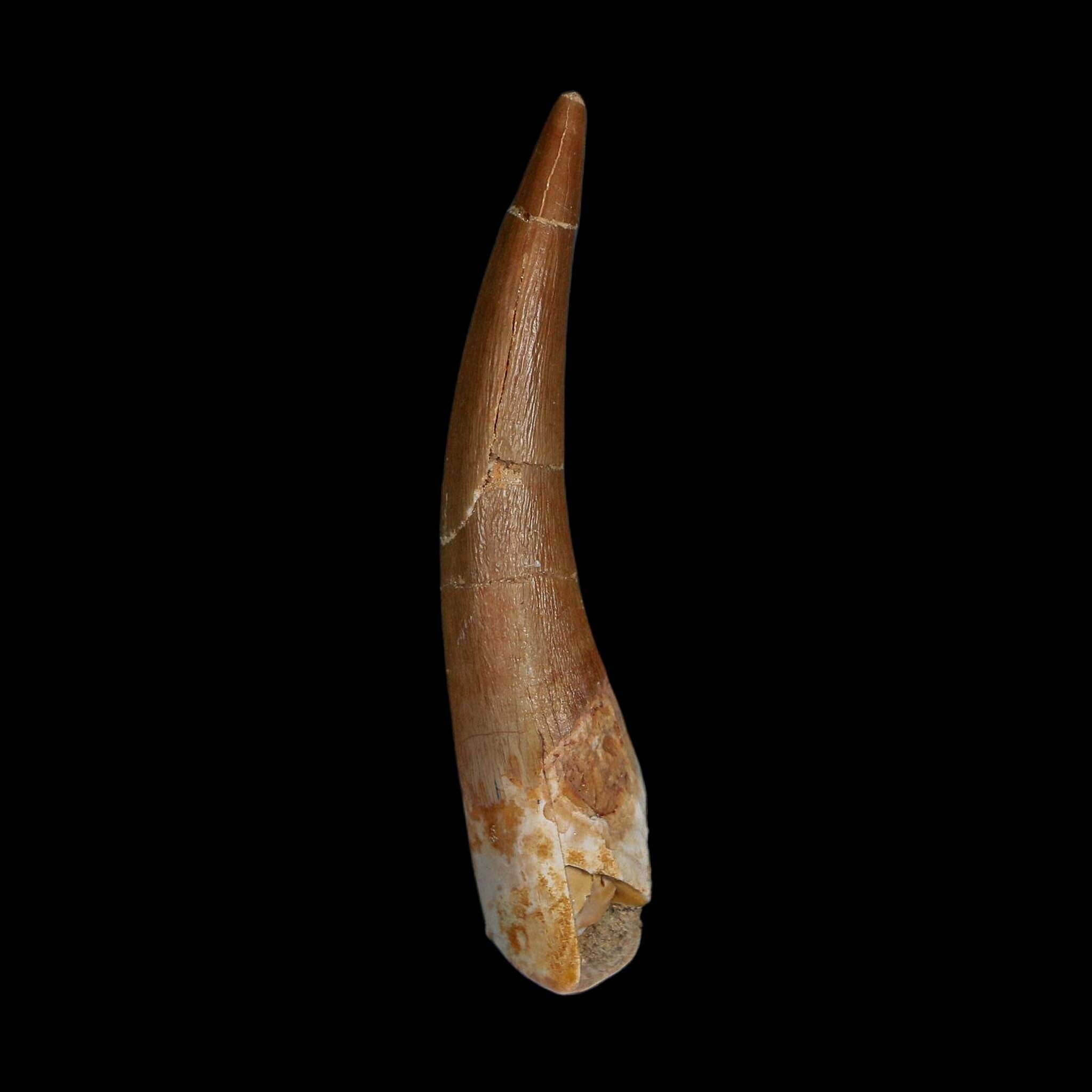 XL 2.4" Plesiosaur Zarafasaura Tooth Fossil Cretaceous Dinosaur Era COA, Stand