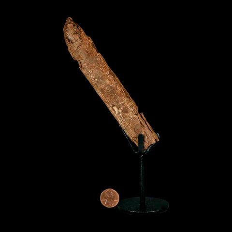 5.7" Hadrosaur Dinosaur Fossil Rib Bone Hell Creek FM MT COA Metal Stand - Fossil Age Minerals