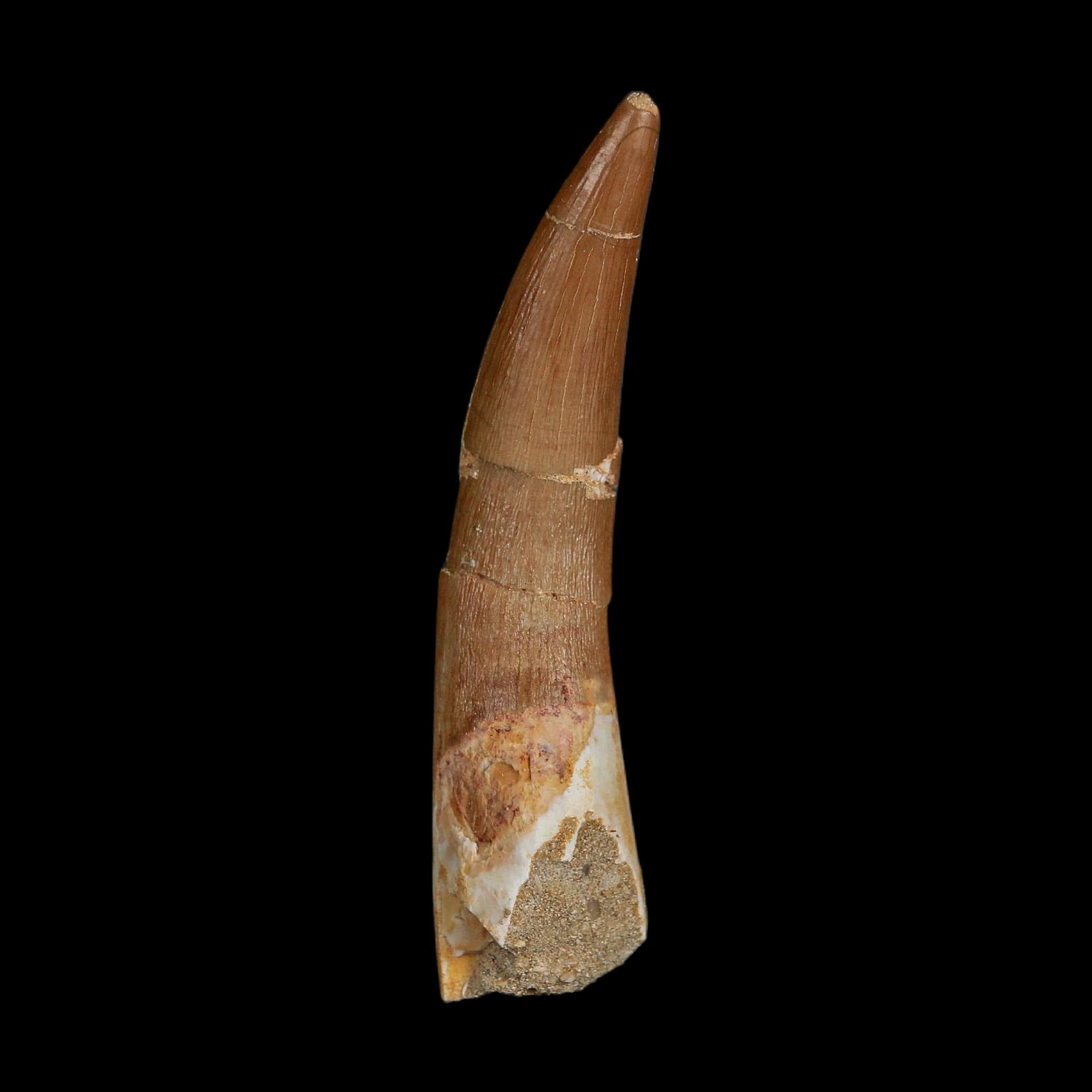 XL 2.4" Plesiosaur Zarafasaura Tooth Fossil Cretaceous Dinosaur Era COA, Stand