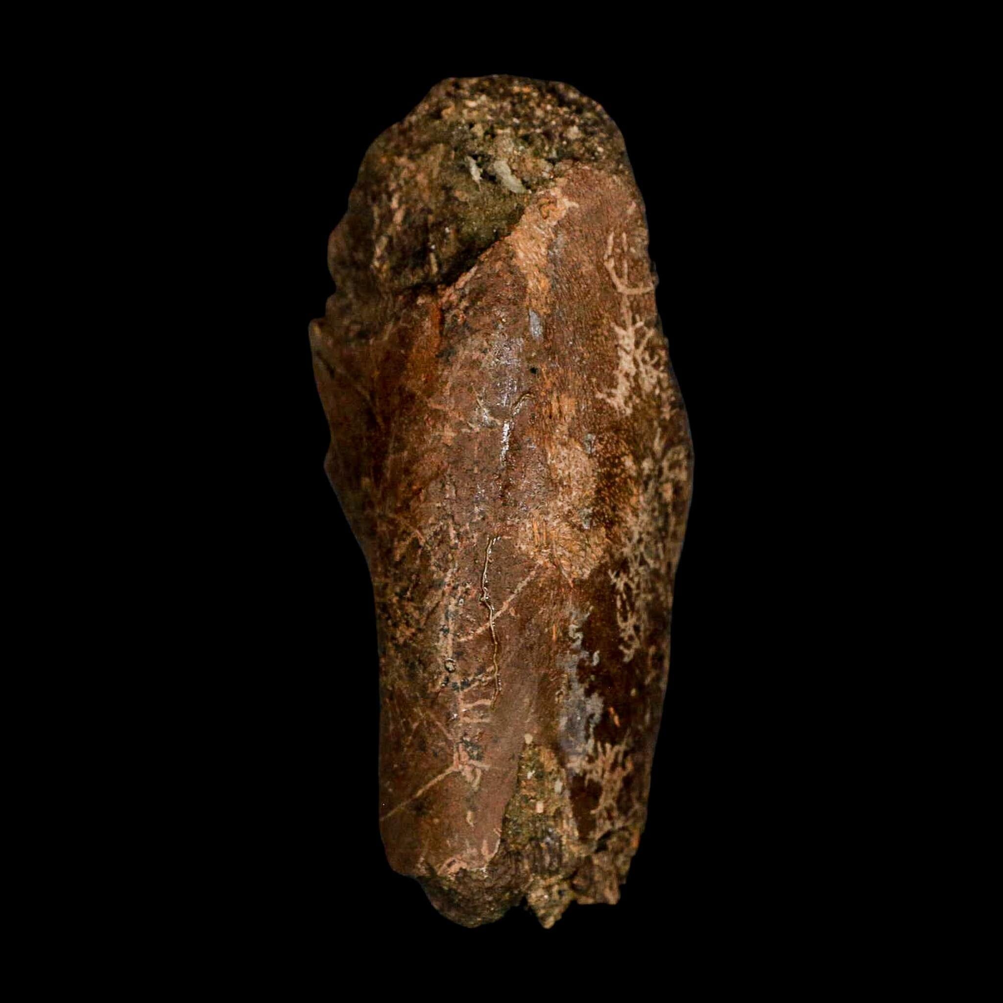 3" Gryposaurus Fossil Vertebrae Process Duck-Billed Dinosaur Judith River MT COA - Fossil Age Minerals