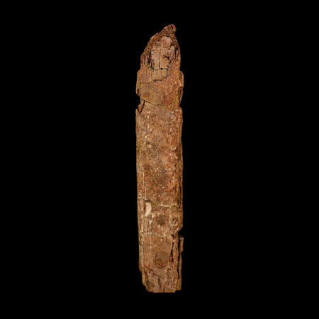 5.7" Hadrosaur Dinosaur Fossil Rib Bone Hell Creek FM MT COA Metal Stand