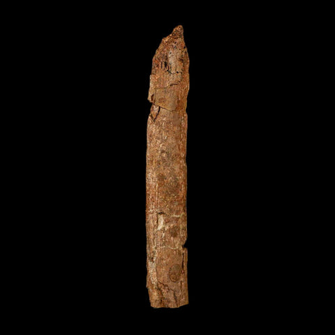 5.7" Hadrosaur Dinosaur Fossil Rib Bone Hell Creek FM MT COA Metal Stand - Fossil Age Minerals