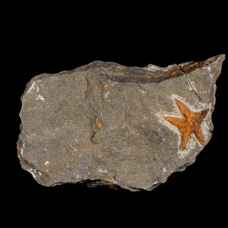 26MM Brittlestar Petraster Starfish Fossil Ordovician Age Blekus Morocco COA
