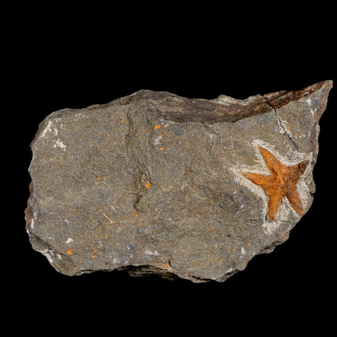 26MM Brittlestar Petraster Starfish Fossil Ordovician Age Blekus Morocco COA - Fossil Age Minerals