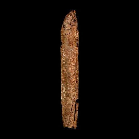 5.7" Hadrosaur Dinosaur Fossil Rib Bone Hell Creek FM MT COA Metal Stand - Fossil Age Minerals