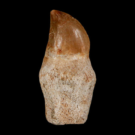 1.4" Halisaurus Walkeri Mosasaur Fossil Tooth Rooted Cretaceous Dinosaur Era COA