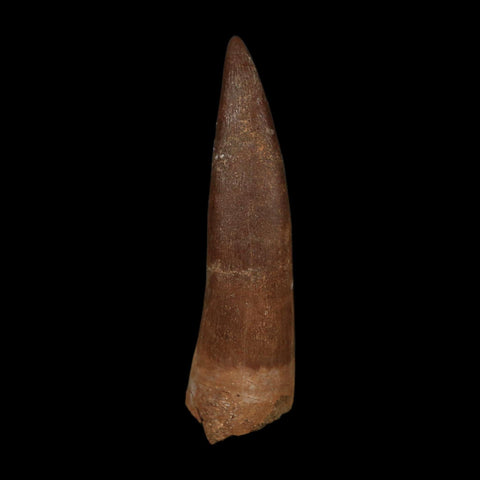 XL 2.1" Plesiosaur Zarafasaura Tooth Fossil Cretaceous Dinosaur Era COA, Stand - Fossil Age Minerals