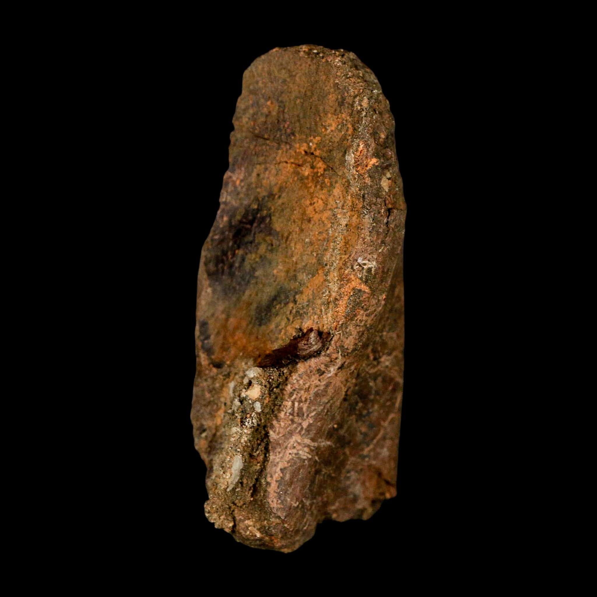 3" Gryposaurus Fossil Vertebrae Process Duck-Billed Dinosaur Judith River MT COA - Fossil Age Minerals