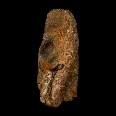 3" Gryposaurus Fossil Vertebrae Process Duck-Billed Dinosaur Judith River MT COA