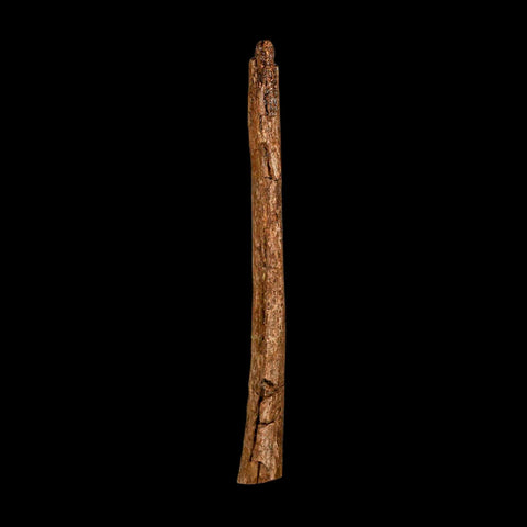 5.7" Hadrosaur Dinosaur Fossil Rib Bone Hell Creek FM MT COA Metal Stand - Fossil Age Minerals