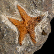 26MM Brittlestar Petraster Starfish Fossil Ordovician Age Blekus Morocco COA