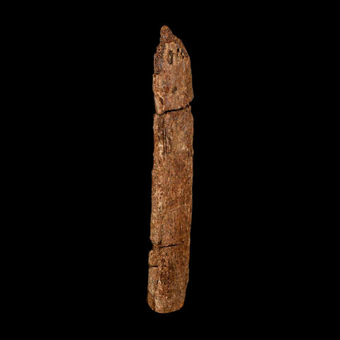 5.7" Hadrosaur Dinosaur Fossil Rib Bone Hell Creek FM MT COA Metal Stand - Fossil Age Minerals