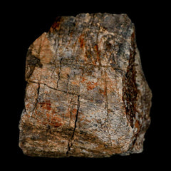 Torosaurus Dinosaur Collection