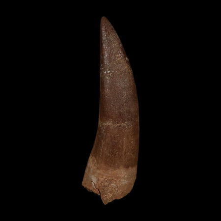 XL 2.1" Plesiosaur Zarafasaura Tooth Fossil Cretaceous Dinosaur Era COA, Stand