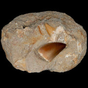 1.2" Mosasaur and Otodus Shark Fossil Tooth In Matrix Cretaceous Dinosaur Era COA